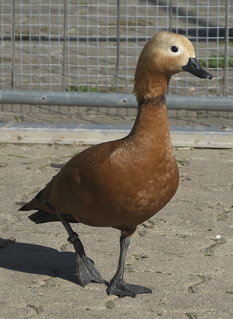以及对对手
